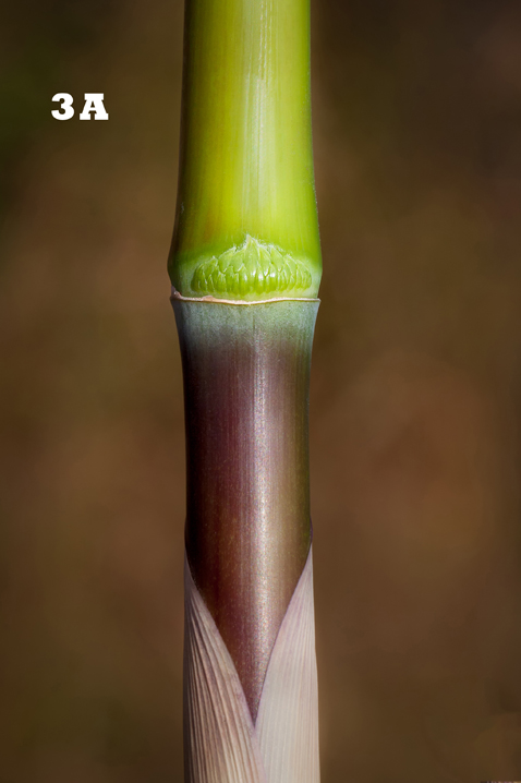 Amigo y Castro-notas taxon&oacute;micas